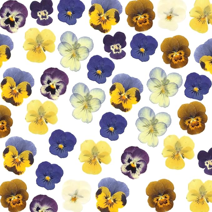 64 Pcs Dried Pressed Viola Flowers, 8 Color Gradient Purple Blue Yellow White - Image 6