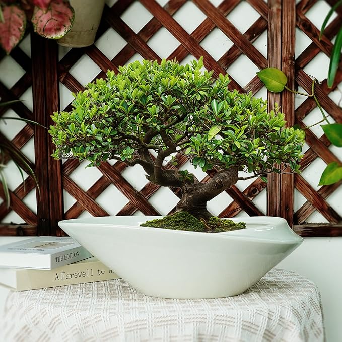 18 Inch Ceramic Bonsai Planter Pot - Image 2