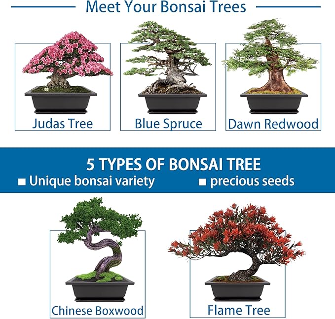 Bonsai Starter Kit, 5 Seeds Growing into Blue Spruce, Chinese Boxwood, Dawn - Image 3