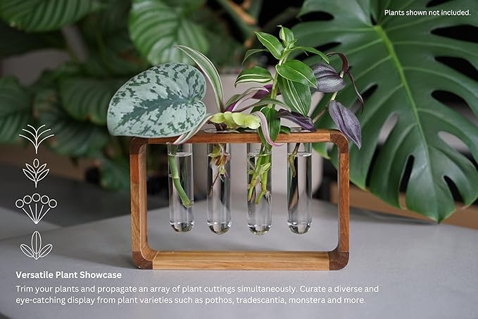 Source & Plot - Plant Propagation Station - Acacia Wood Stand 4 Glass Test Tube - Image 4