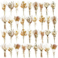 10/12/24/36 Pack Mini Dried Flowers by Unknown