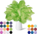 NEWONG 30pcs Fruit Green Ostrich Feathers Natural Bulk 11-14inch Vase Craft by NEWONG