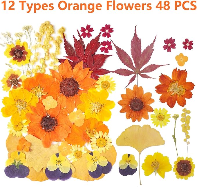 12Types Real Dried Pressed Flowers Sunflowers - Image 3