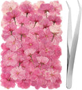 101 PCS Pressed Cherry Blossom for Crafts, Dried Sakura Flowers for Soap Candle by LGFMGWH