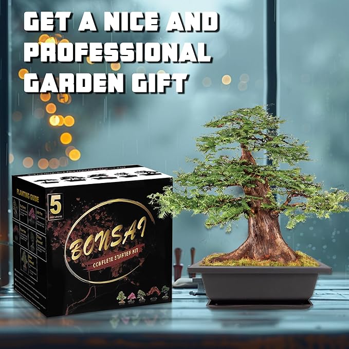 Bonsai Starter Kit, 5 Seeds Growing into Blue Spruce, Chinese Boxwood, Dawn - Image 5