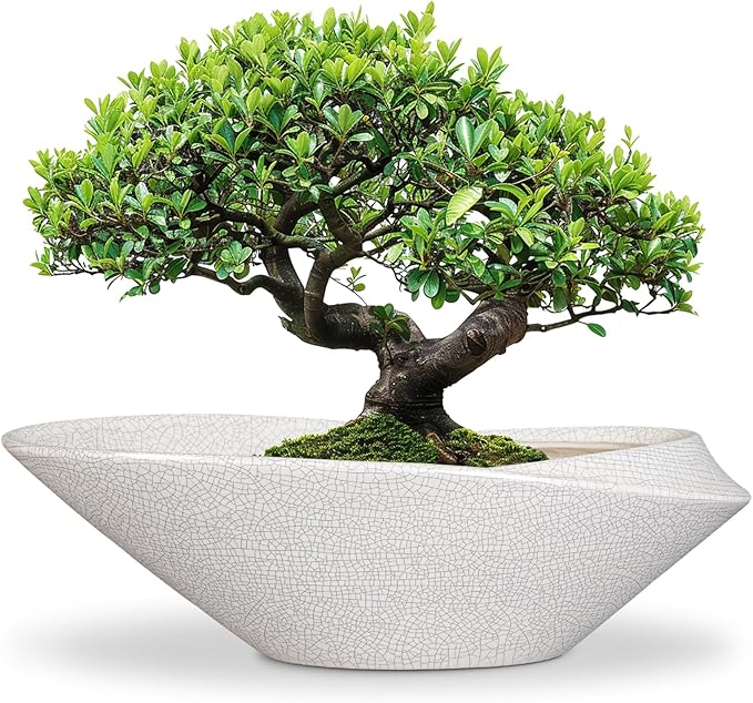 Bonsai Pots - 18 Inch Ceramic Plant Pot by EPFamily