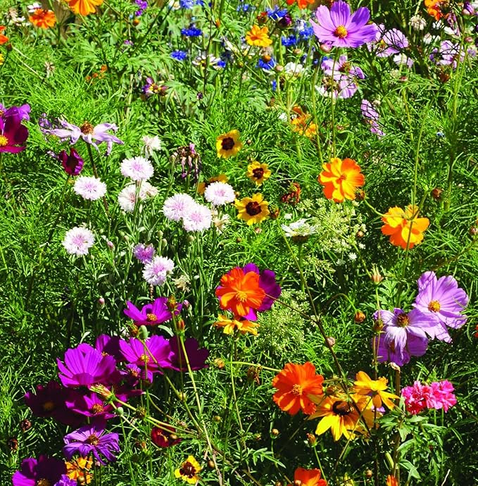 All You Need is Love Bouquet 25 Wildflower Packets - Image 9