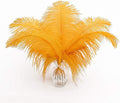 12pcs Natural Luxury Gold Ostrich Feathers 12-14inch by Ballinger