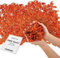 Dried Flower Yellow Lily Biodegradable Confetti by JAPJA