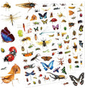 Insect Animals Stickers 840 Count Insect Bug Butterfly Animal Stickers Party by Unknown