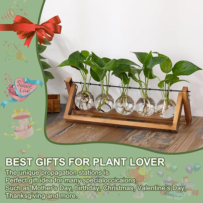 YIBOT Propagation Stations, Plant Terrarium - Image 4