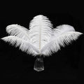 12pcs Natural White Ostrich Feathers 12-14inch by Ballinger