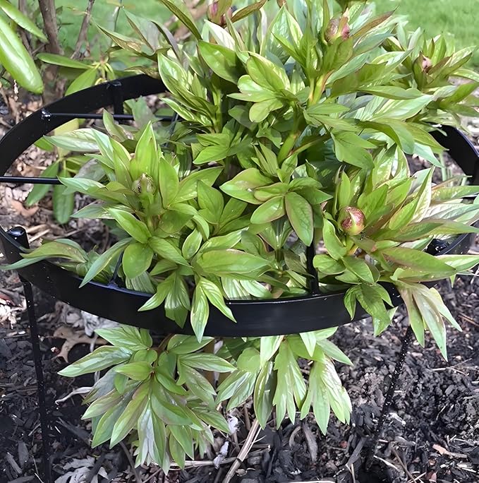 Large Peony Cages and Supports 18.9"x23.6" - Image 8