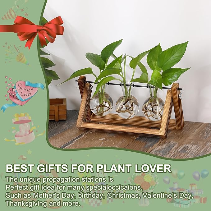 YIBOT Plants Propagation Stations, Desk Plant Terrarium - Image 4