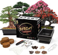 Bonsai Starter Kit, 5 Seeds Growing into Blue Spruce, Chinese Boxwood, Dawn by StartYourSeedSuccessStory