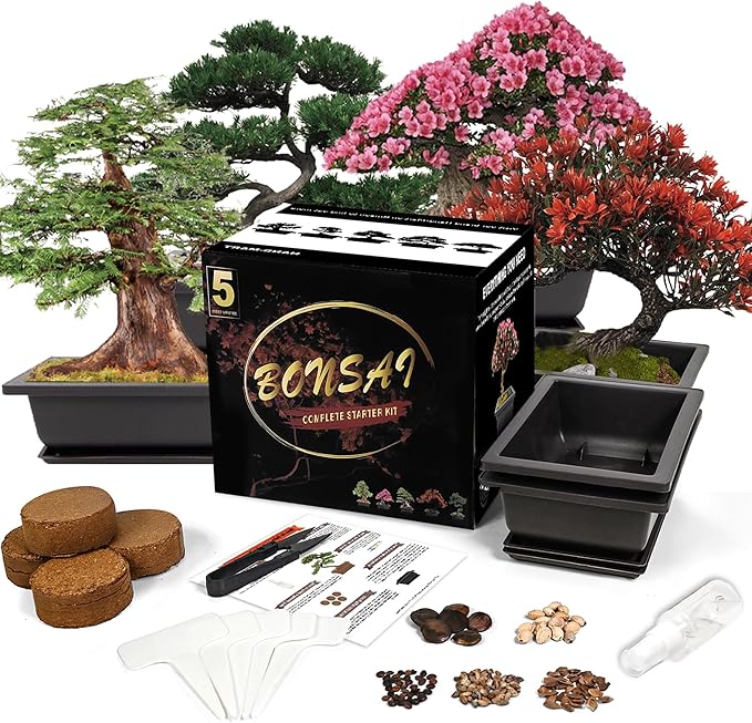 Bonsai Starter Kit, 5 Seeds Growing into Blue Spruce, Chinese Boxwood, Dawn by StartYourSeedSuccessStory