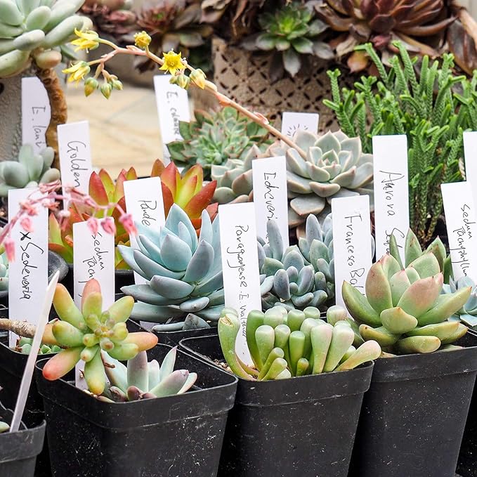Kensizer 1000 Pcs 4 Inches Plastic Waterproof Plant Labels - Image 6