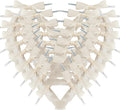 50pcs 2-1/2" Mini Satin Ribbon Bows by Micomon