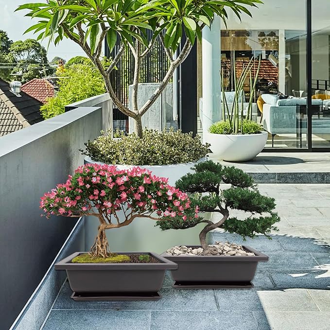 Bonsai Starter Kit, 5 Seeds Growing into Acacia, Including Complete Gardening - Image 7