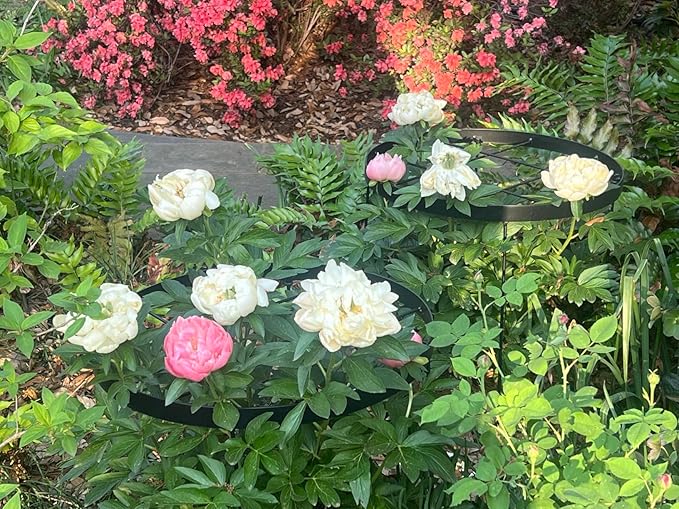 Large Peony Cages and Supports 18.9"x23.6" - Image 3