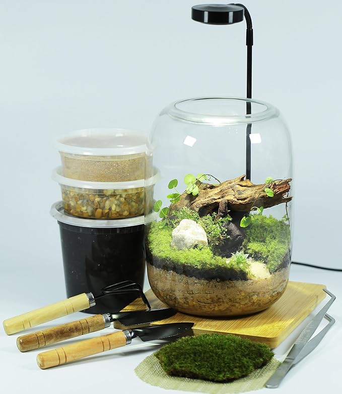 Terrarium Kit with Grow Light, Succulent Plants, Mini Gardening Set - Image 8