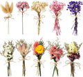 10/12/24/36 Pack Mini Dried Flowers by Unknown