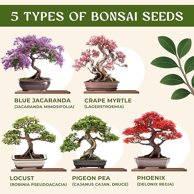 AVERGO Bonsai Tree Kit for Beginners – 5X Unique Japanese Bonzai Trees | - Image 2
