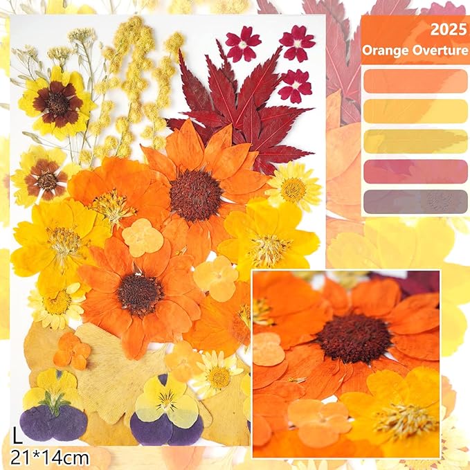 12Types Real Dried Pressed Flowers Sunflowers - Image 2