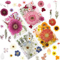 100 Pcs Large Dried Pressed Flowers by LUXEEASE