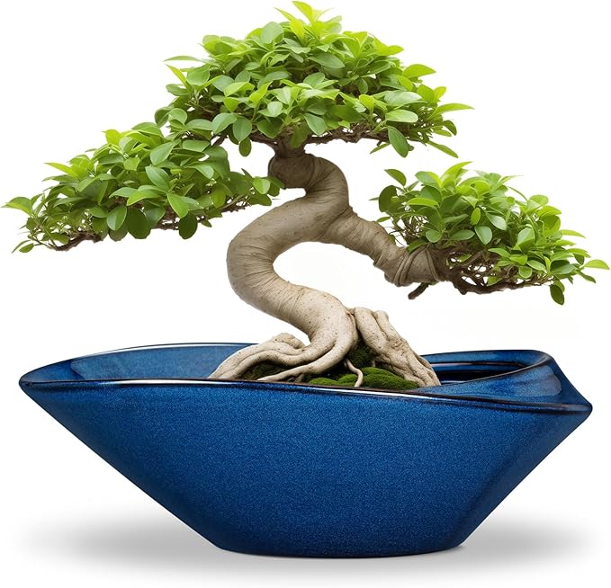 Bonsai Tree Pot by EPFamily