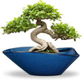 Bonsai Tree Pot by EPFamily