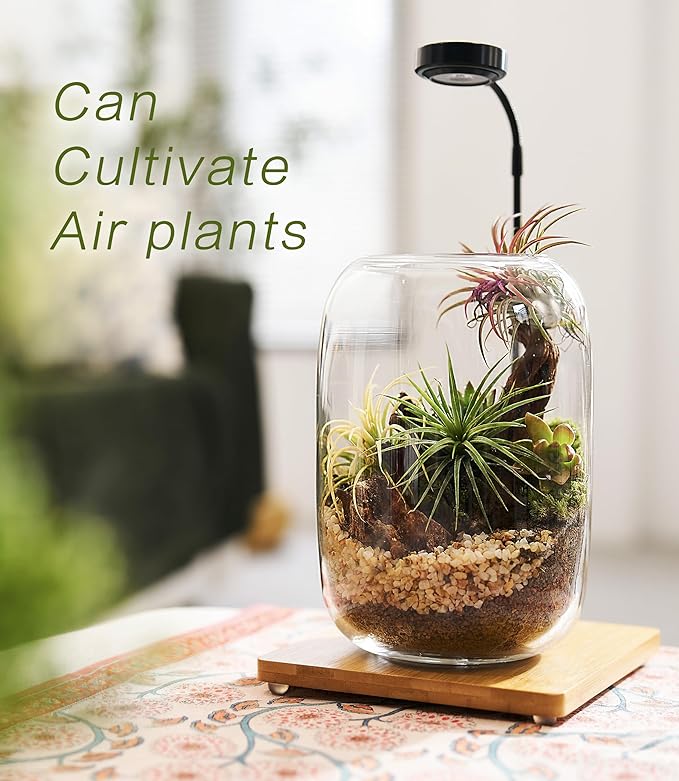 Terrarium Kit with Grow Light, Succulent Plants, Mini Gardening Set - Image 4