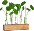 YIBOT Propagation Stations, Plant Terrarium by YIBOT