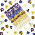 64 Pcs Dried Pressed Viola Flowers, 8 Color Gradient Purple Blue Yellow White by LUXEEASE