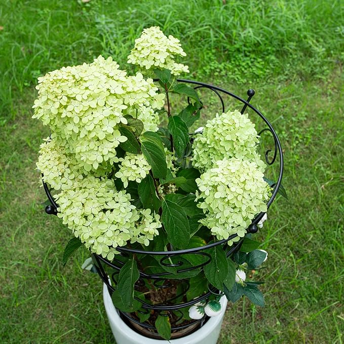 Large Obelisk Trellis Peony Cage 24.6x17 Inches - Image 6