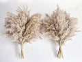 Pampas Grass Decor, Natural Dry Pampas Grass Small, Short Pampass Bulk by Unknown