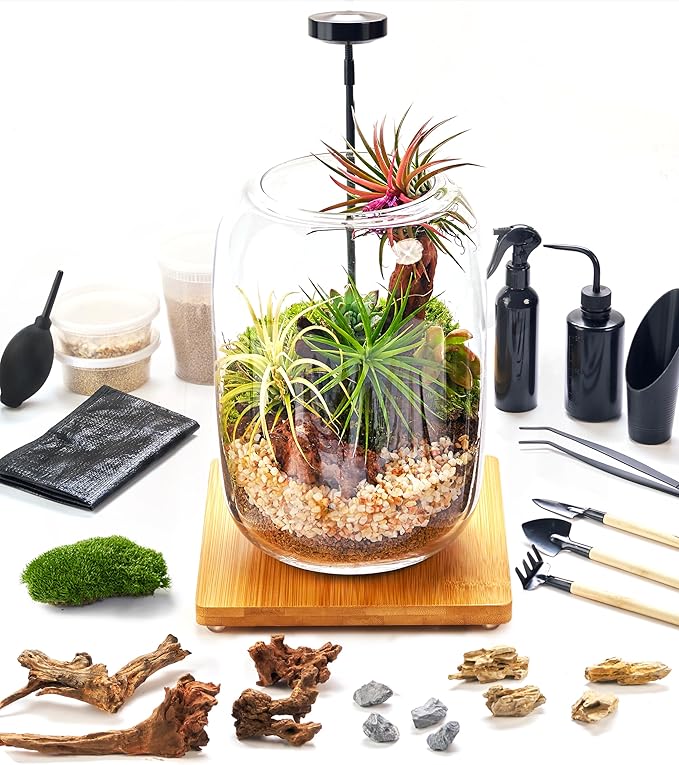 Terrarium Kit with Grow Light, Succulent Plants, Mini Gardening Set by LUCKYPLANT