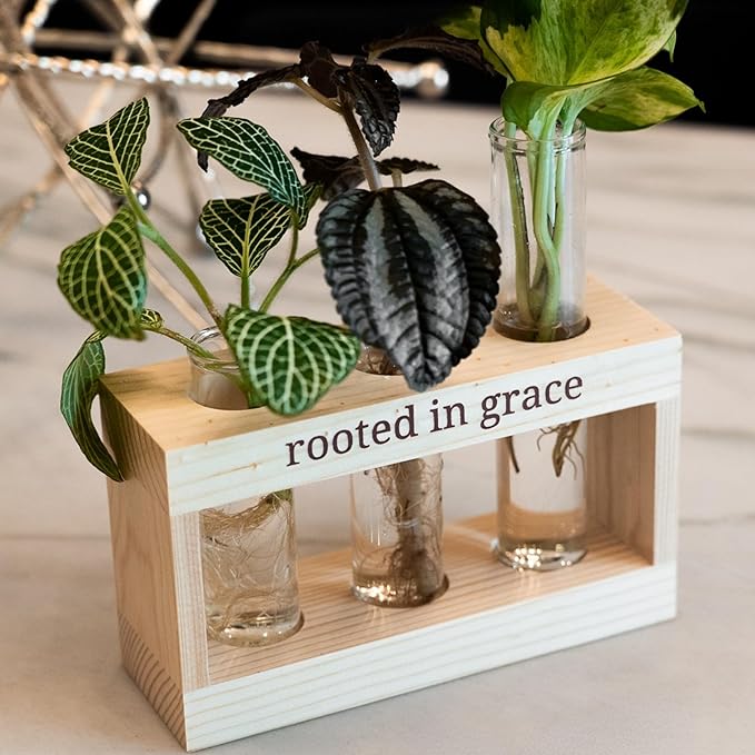 Rooted in Grace: Plant Propagation Stations: Plant Cutting Holder w/ 3 Glass by Unknown