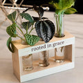 Rooted in Grace: Plant Propagation Stations: Plant Cutting Holder w/ 3 Glass by Unknown