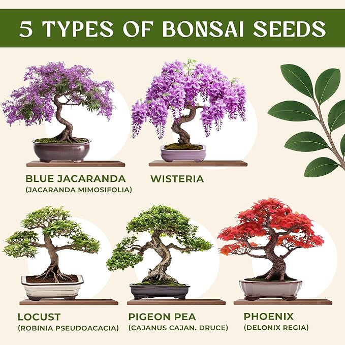 AVERGO Bonsai Tree Kit for Beginners – 5X Unique Japanese Bonzai Trees | - Image 2