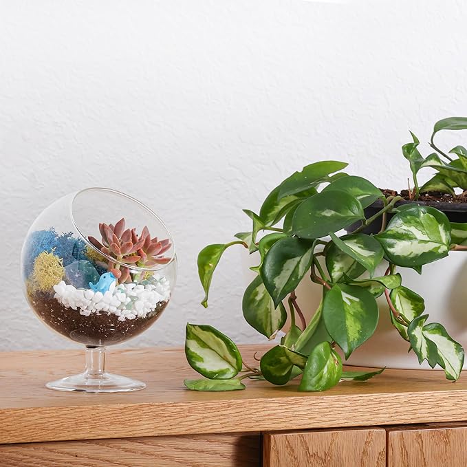 DIY Glass Plant Terrarium Kit for Adults, Metal Stand, Reindeer Moss, Tools & - Image 9