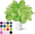 NEWONG 30pcs Fruit Green Ostrich Feathers Natural Bulk 9-12inch Vase Craft by NEWONG