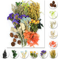 Vignee Real Dried Pressed Leaf Flowers-Multiple Colorful Pressed Flowers Daisies by Vignee