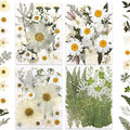 100P White Foliage & Flower Mix Dried Flowers by LUXEEASE
