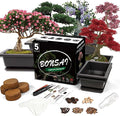 Bonsai Starter Kit, 5 Seeds Growing into Acacia, Including Complete Gardening by StartYourSeedSuccessStory