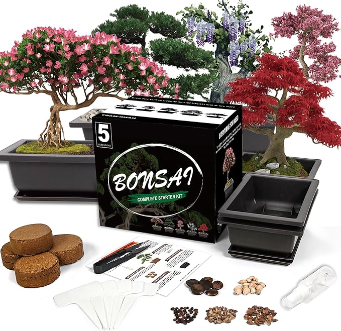 Bonsai Starter Kit, 5 Seeds Growing into Acacia, Including Complete Gardening by StartYourSeedSuccessStory