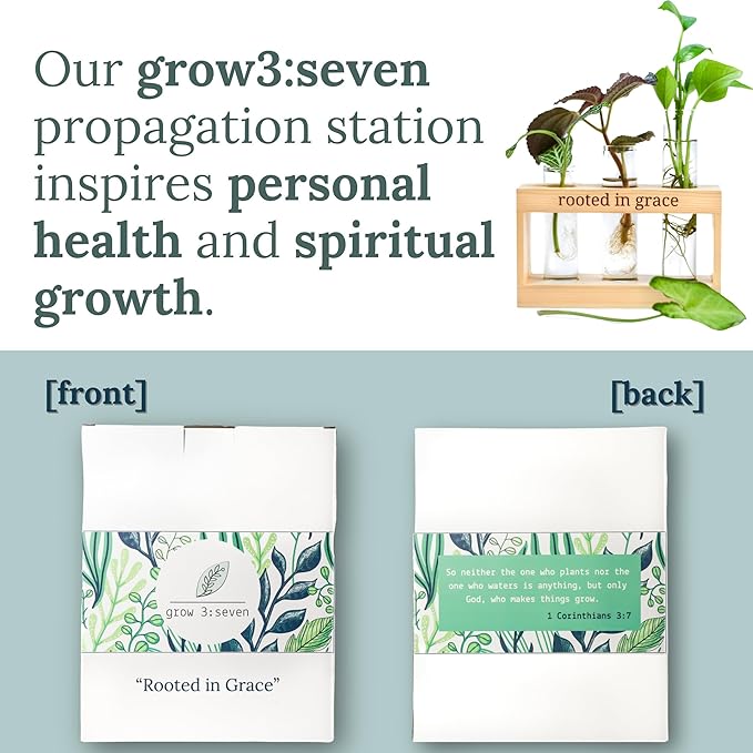 Rooted in Grace: Plant Propagation Stations: Plant Cutting Holder w/ 3 Glass - Image 6