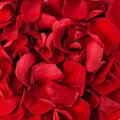 180 PCS Dried Real Red Rose Flower Petals Confetti by Eslibin
