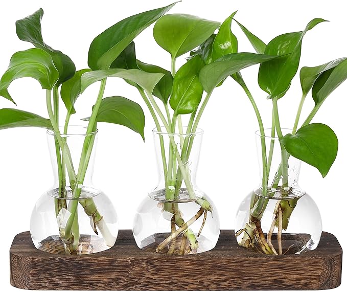 YIBOT Propagation Stations, Plant Propagation Vase, Desk Plant Terrarium by YIBOT