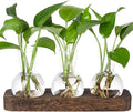 YIBOT Propagation Stations, Plant Propagation Vase, Desk Plant Terrarium by YIBOT